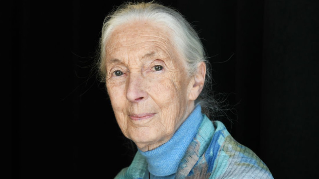 Jane Goodall utolsó üzeneteit a Netflixen futó dokumentumfilmből ismerhetjük meg, amelyek reményt és motivációt nyújtanak az emberiség számára.
