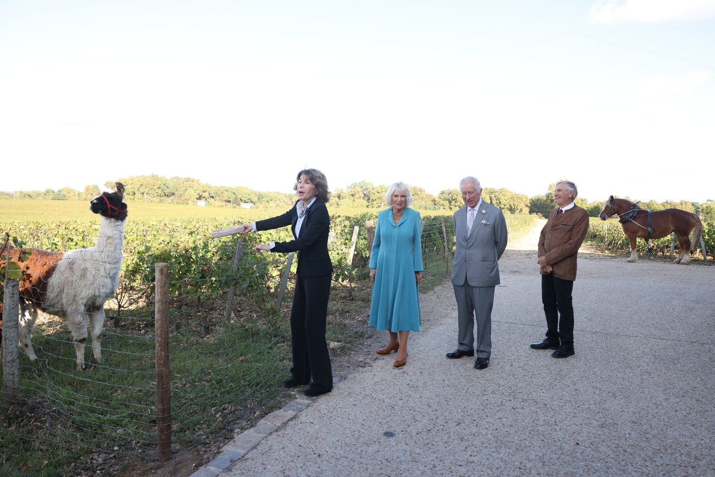 Egy alpaka látványa pedig mindent képes elfeledtetni még a királyi családdal is