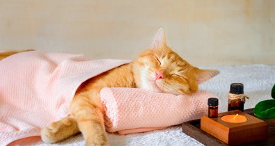 Biohacking az illatok erejével - ez az aromaterápia