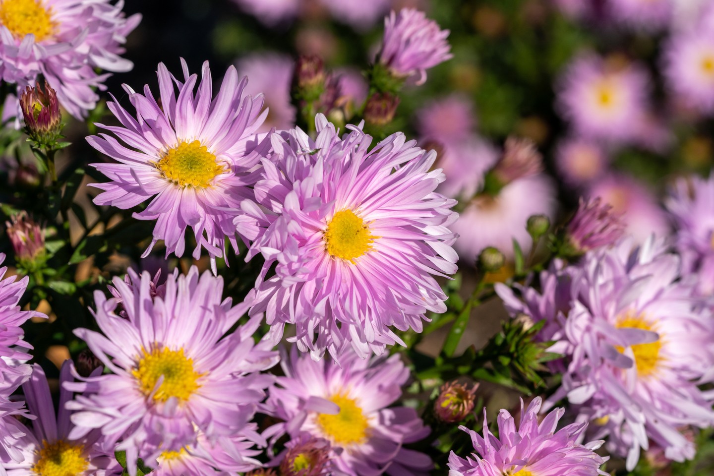 Szeptember: őszirózsa és hajnalka - A hajnalkák és az őszirózsák a szeretetet és a ragaszkodást szimbolizálják a szeptemberi hónapban. Az őszirózsák nagyon hasonlítanak a margarétákra, de jellegzetesebb szirmaik vannak, ami felemelő hangulatot kölcsönöz a csokroknak. A hajnalkát általában cserépben tartják, mert kúszónövényként felfelé nő.