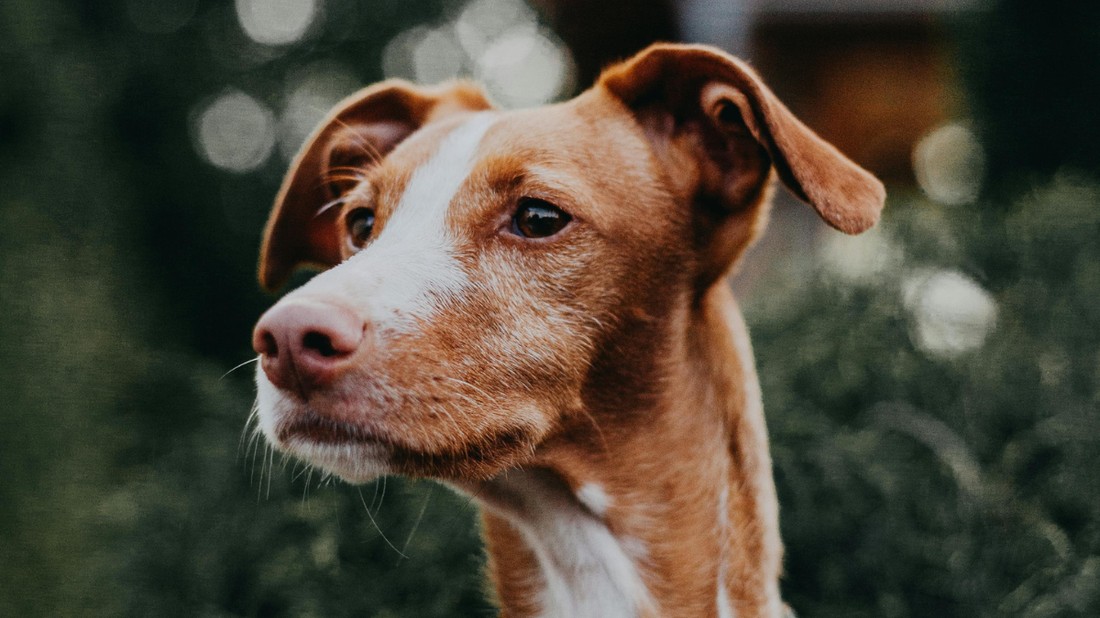 A kisállat-biztosítás pénzügyi védelmet biztosít váratlan állatorvosi költségekre.