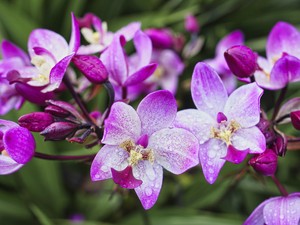 Hetente locsold meg ezzel a szobanövényeidet, cserébe egész évben virágozni fognak