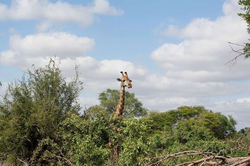 A Fekete Mambák a dél-afrikai természetvédelem hősnői
