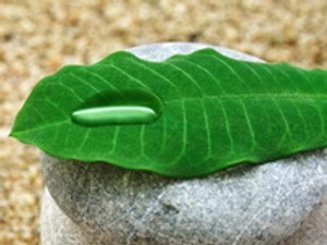 A böjtölés lélektana