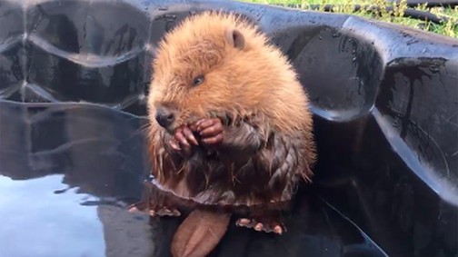 Szupercuki: Egy bébi hód mosakszik