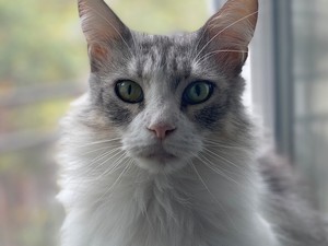 Hosszú és boldog élet a cicádnak? Megtaláltuk a tökéletes macskaeledelt!