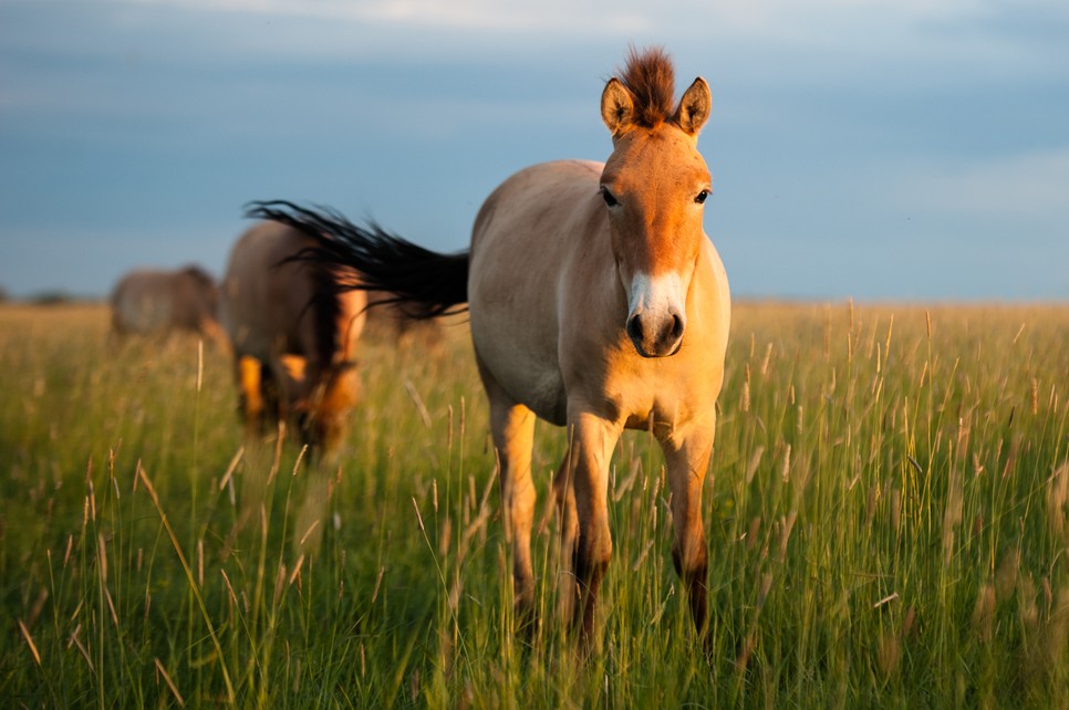 A Hortobágyi Nemzeti Park vadlovai igazán szabadon élnek
