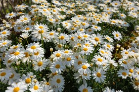 Április: Margaréta és szagos bükköny - A margaréták és a szagos bükköny a tisztaságot és az ártatlanságot szimbolizálják. A szagos bükköny romantikussá és habos hatásúvá teszik a csokrokat. Tökéletesen illeszkednek a hosszú szárú virágokhoz, eltakarják a hosszabb szárakat. A margaréták önálló csokorként is ragyognak. Fehér szirmaik friss tavaszi érzést keltenek, és jól illenek az élénk színekhez.