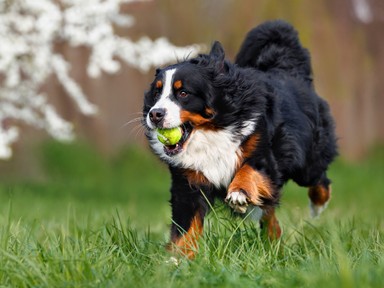 Ezért ne adj soha a kutyádnak teniszlabdát, állatorvos figyelmeztet a veszélyre