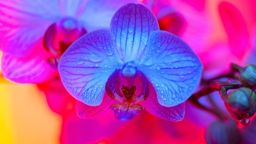 Te tudod, hogy néz ki a csiklód? Le tudnád rajzolni?