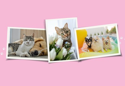 Újra itt a GLAMOUR Mancsparty!