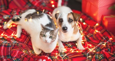 Öt szívet melengető ajándék, aminek minden kisállat örül