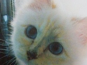 Lagerfeld Chanel táskát nevezett el a cicájáról