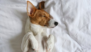 „Mind az egészség és a szépség megőrzése szempontjából a háton alvás a legideálisabb” - beszélgetés dr. Simon Márta neurológussal