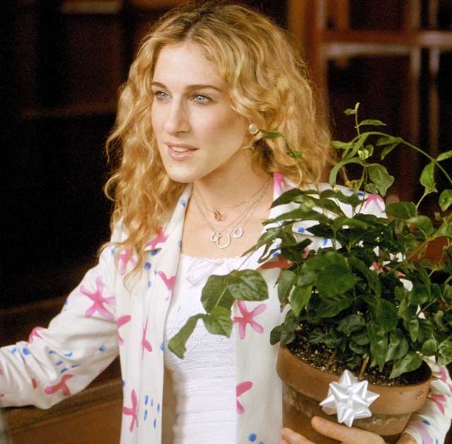 3+1 tipp, hogy a szobanövényeid ne pusztuljanak el