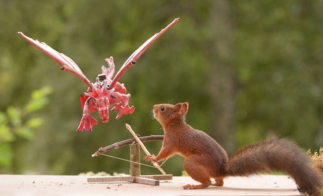 Így lett ebből a mókusból a Trónok harca sztárja!