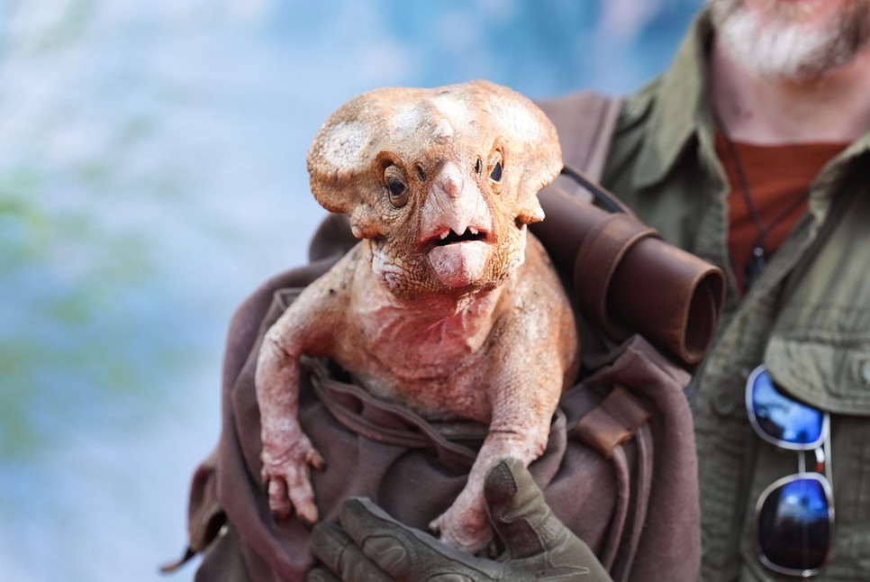 Egy élethű babydínó-modell – valószínűleg egy fiatal Protoceratops – is feltűnt a Jurassic World: Újjászületés premierjén, ahol a filmesek a nosztalgia mellett a látványos részletekre is nagy hangsúlyt fektettek
