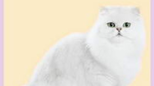 Te és a Cicád szépségverseny!