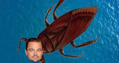 Leonardo DiCaprio-ról neveztek el egy újonnan felfedezett, undoritó csótányt!