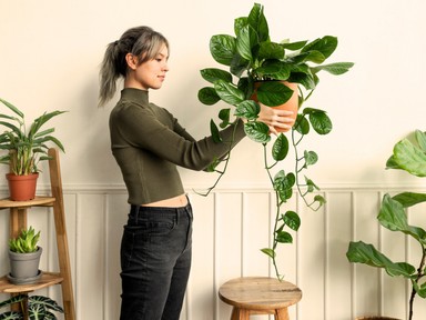 7 mesés szobanövény, amivel pillanatok alatt oázist varázsolhatsz az otthonodból, ráadásul mindent túlél