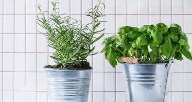 Véd az Alzheimer-kórtól, csökkenti a szorongást és a memóriát is javítja ez a fűszernövény: egyértelműen a konyhádban a helye!