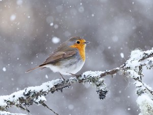 Így etesd az énekesmadarakat a szakértő szerint, hogy ne legyen bajuk