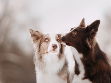 Egy állatorvos 7 jó tanácsa, amit fogadj meg, és évekkel tovább élhet a kutya