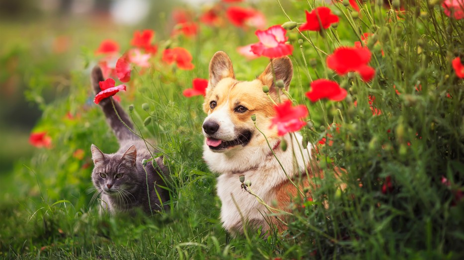 Mutatjuk, miért is olyan fontos a tavasz kutyádnak és cicádnak!
