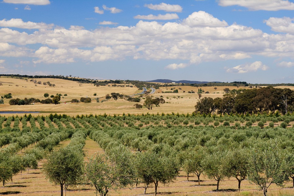 A klímaváltozás az olívatermesztést is tönkreteheti