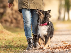 5 gyakori üzenet, amit a kutyád a viselkedésén keresztül akar átadni neked