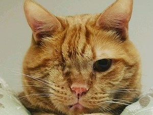 Állatkínzás? Cukiság? Óriásit megy az Instagramon a macska-manikűr