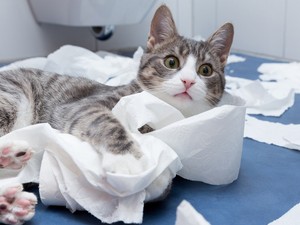 Igen, eddig egész életedben rosszul használtad a WC-papírt a szakember szerint: ez komoly egészségügyi kockázatokat jelenthet