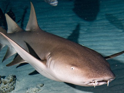 Atyaég! Ezt az Instagram sztárt megharapta egy cápa!