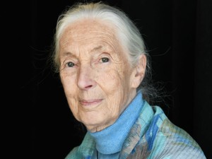 Ezek voltak Jane Godall utolsó szavai - A Netflix dokumentumfilmjét mindnekinek látnia kell