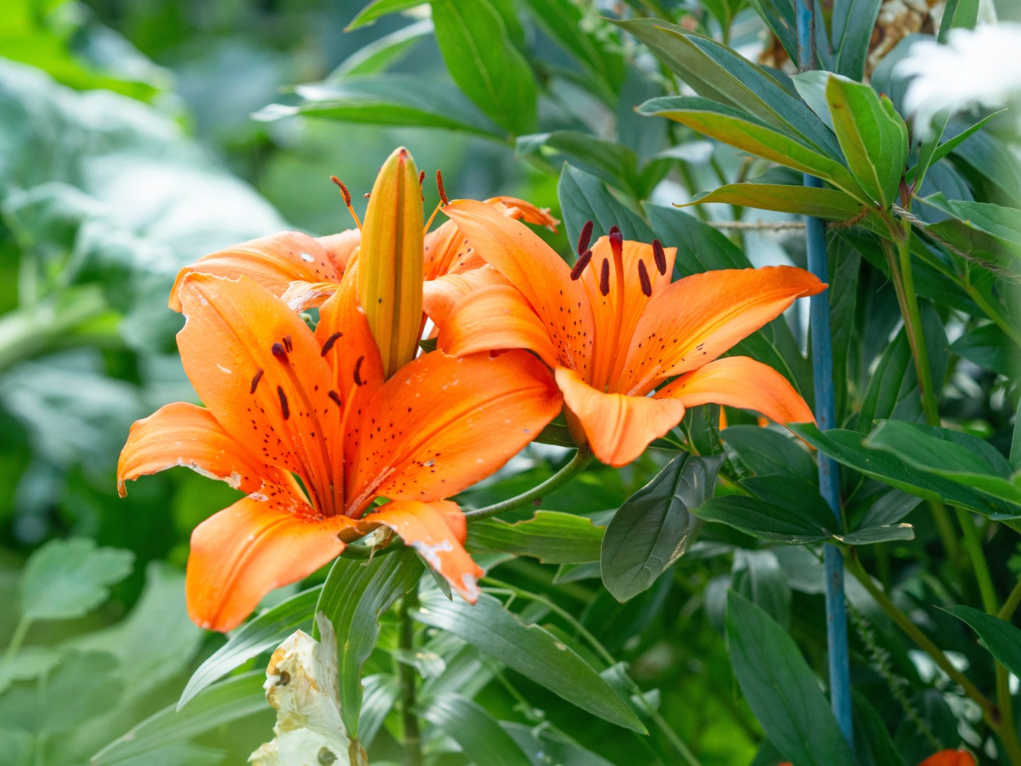 Május: Liliom és galagonya - A liliomok és a galagonya, az anyaságot és a reményt szimbolizálják. A galagonya bokrokban nő, és csillogást adhat egy oldalfalnak vagy az előkertnek. Ezek a virágok remekül illenek más erőteljes és egyedi szárú virágokhoz, mint a flamingóvirág, a tulipán és a rózsa. A liliomok önálló kompozícióként is lenyűgözőek, és gondoskodó ajándéknak is kiválóak.