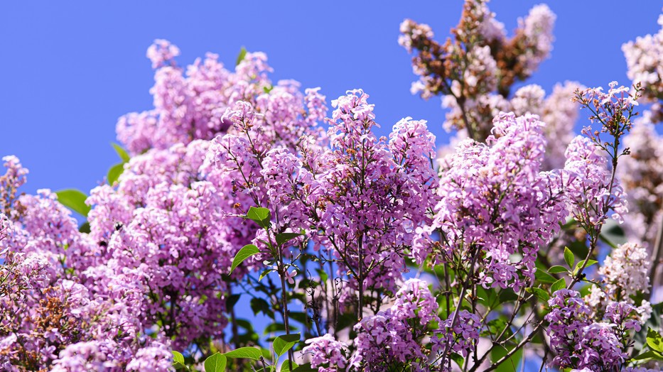 Többek között az orgonát sem tanácsos márciusban visszametszeni 