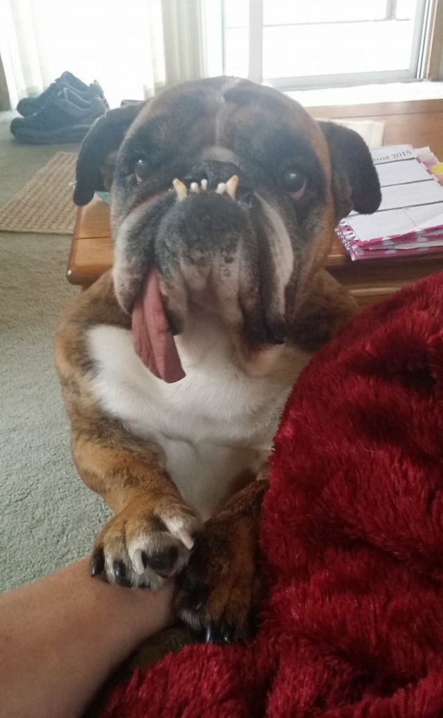 Őt választották a világ legcsúnyább kutyusának, mégis aranyos!