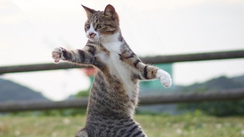 A ninja-macskák léteznek! Elképesztő cuki fotókkal bizonyítjuk be!