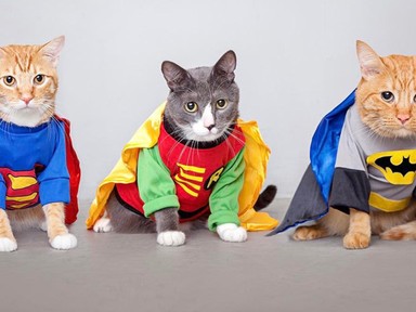 Íme 5 jelmezes macska, aki a nézésével ölni tudna, mégis imádjuk őket!