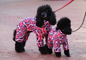 Ha azt gondoltad, kutya divat nem létezik, tévedtél