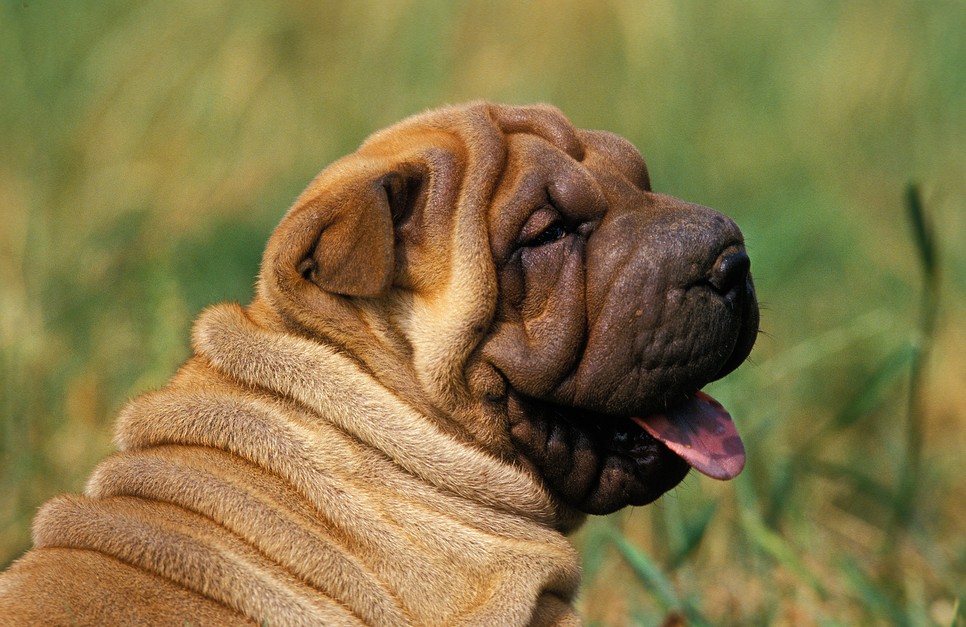 Ez a kutyafajta illik hozzád legjobban a horoszkópod szerint