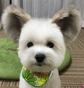 Ez a kutyus olyan, mint Mickey egér! Megőrülnek érte az emberek!