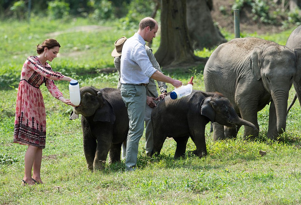 Katalin hercegné és Vilmos herceg bébi elefántokat etetnek Indiában (2016)