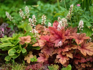 Örökre eltűnnek a gyomok a kertedből, ha betelepíted ezt a növényt