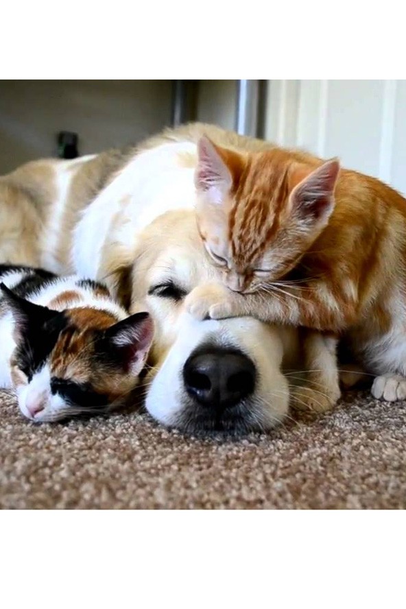 Ilyen lenne, ha egy emberré vált kutyával és macskával élnél együtt