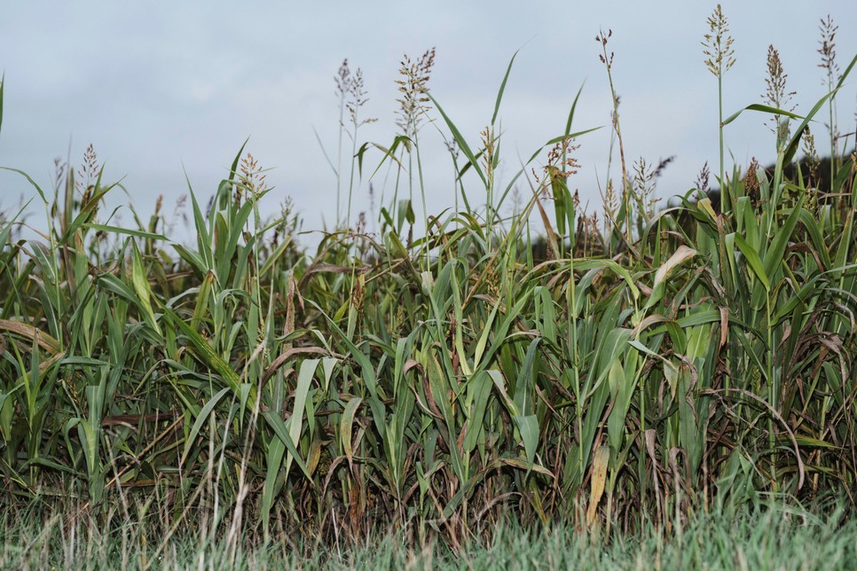 Az átalakuló éghajlathoz új takarmánynövényekkel alkalmazkodik, ilyen például a szudánifű, amely jobban bírja a szélsőséges időjárást, és kiszámíthatóbb a zöldhozama, mint a kukoricának vagy lucernának