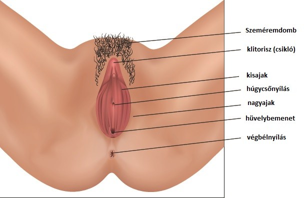 Hogyan néz ki egy punci?