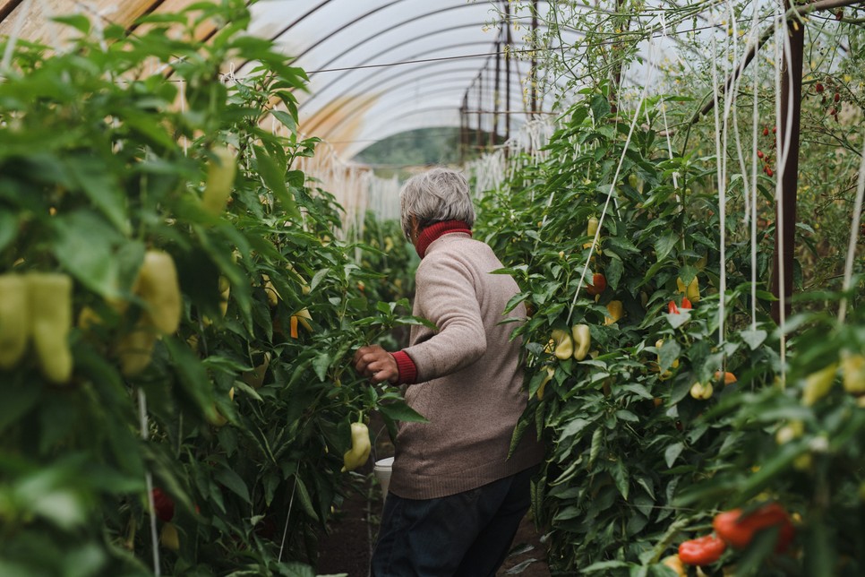 A kertjében megtermett zöldségekre mint elsődleges energiaforrásra tekint, ezért elképesztő gondossággal ügyel, hogy valódi táplálékként szolgáljanak