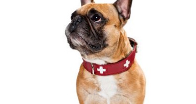 Cuki ajándékötletek négylábú kiskedvenceknek