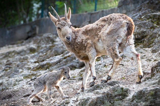 Bébikolobusz, bébikecske, és most bébiuhu! Íme a Veszprémi Állatkert legédesebb csöppségei